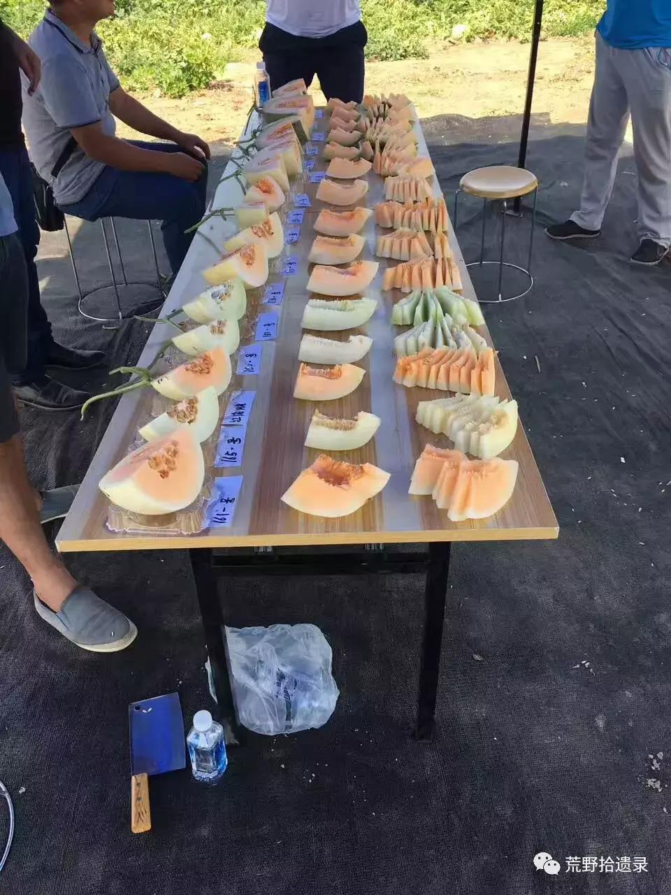 四川适合种植哈密瓜甜瓜品种,甜瓜种植技术新疆哈密瓜