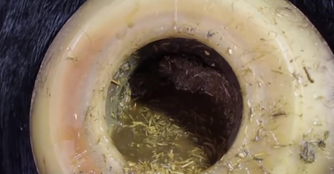 给牛身上开洞,牛身上的洞是怎样开的