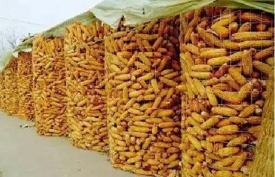 饲料霉菌毒素检测方法标准,常用饲料原料中霉菌毒素风险