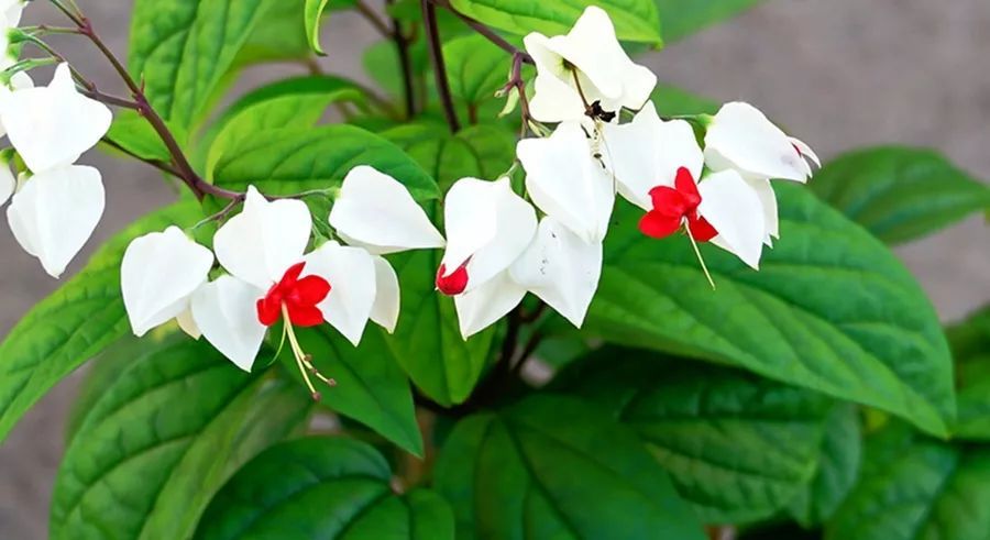 100种常见观叶植物图鉴史上最全,农村常见的100种植物