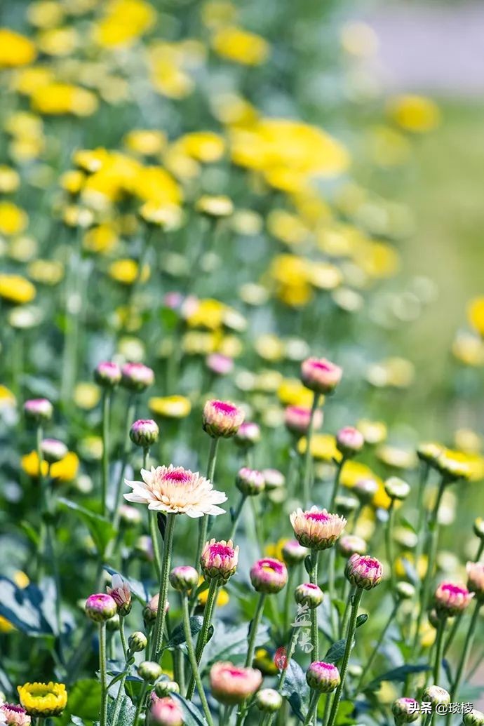 春风十里不如你，这些花海在国庆节期间盛放，不要错过了