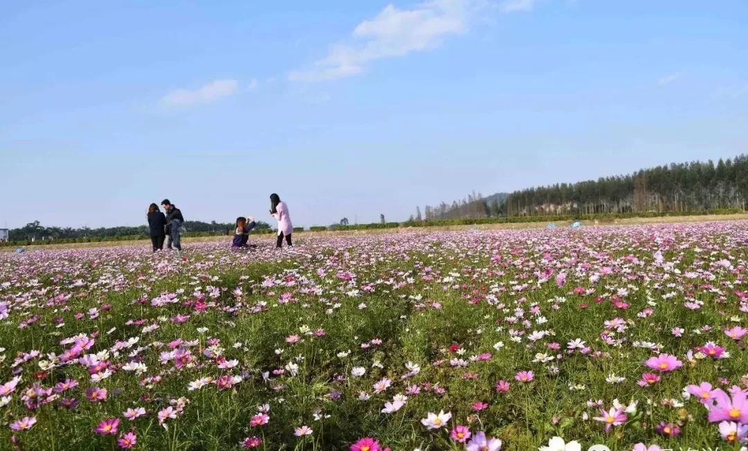 多彩斗门～这个春节假期来这儿！游园、看村晚、品美食...