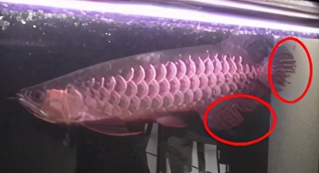 龙鱼常见疾病及治疗方法,龙鱼疾病找哪里救治