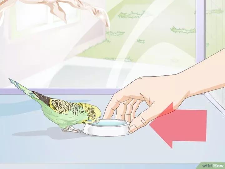 外国虎皮鹦鹉喂养视频,两个月的虎皮鹦鹉喂养