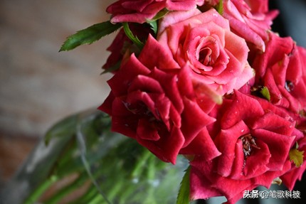 4K超高清视频，不分白天黑夜，尼康Z50可拍摄高影像品质的好相机