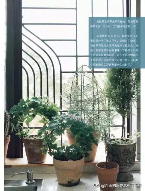 家居室内绿植选什么,适合新家的室内植物