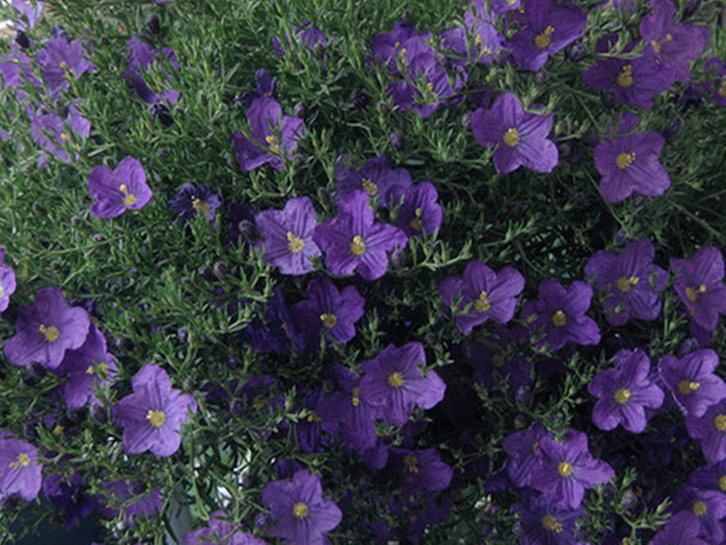 常见易养草花有哪些花卉,草花品种及花名图片欣赏大全