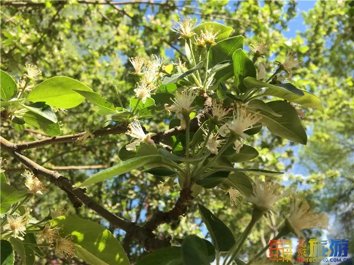 周末有风？别怕，来北京这里看花花草草和无数小可爱！猜到是哪里了吗？