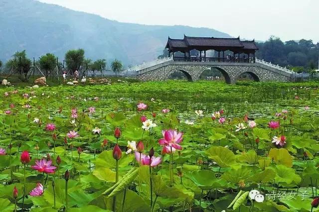 诗经女子：棣花，那一朵盛开的小镇
