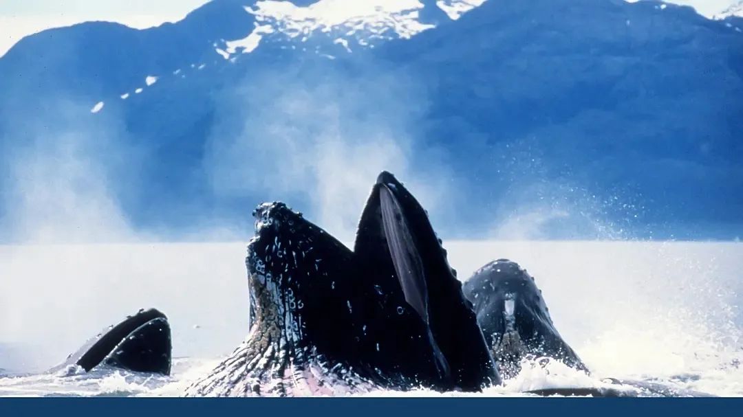 假期儿童纪录片推荐经典,青少年假期推荐纪录片