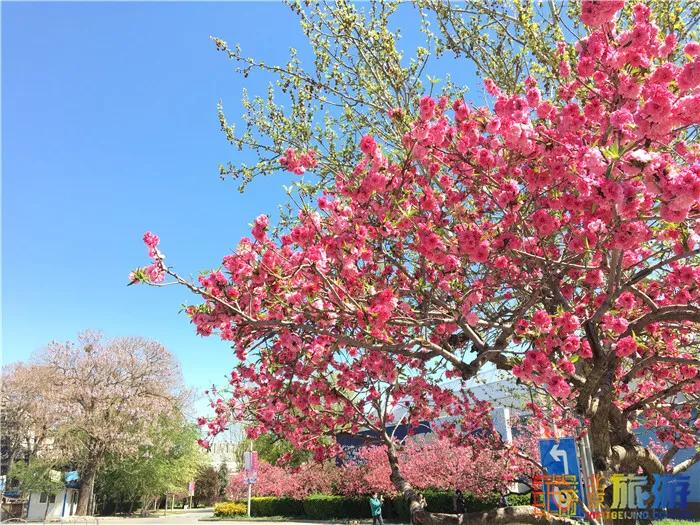 周末有风？别怕，来北京这里看花花草草和无数小可爱！猜到是哪里了吗？