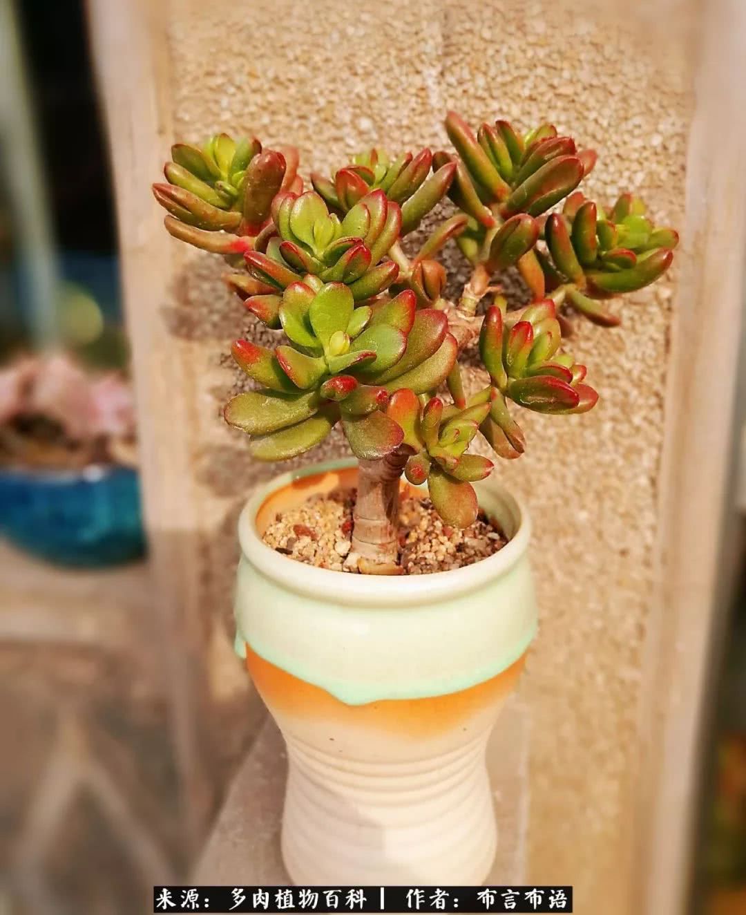 从多肉上感悟人生,多肉的真实生活感悟