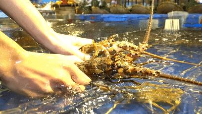 不到海边也能吃到新鲜又味美,不去海边也可以享用美味