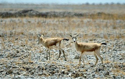 非洲牛科，物种繁多，来认识一下非洲大陆的各种羚羊吧
