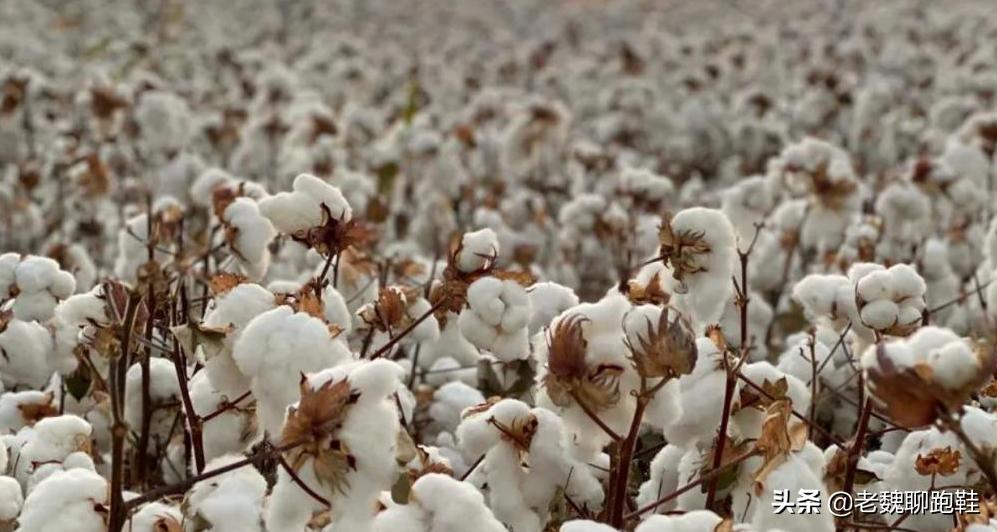 把一双假鞋寄到耐克,把莆田鞋卖给国外