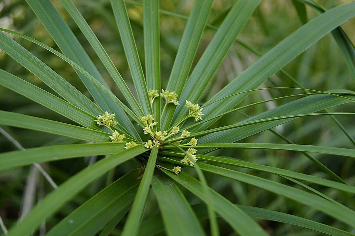 夏天给植物浇水一般是在什么时候,夏天给花浇水是早晨好还是晚上好