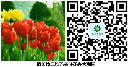 酒瓶变花盆底最简单的方法,酒瓶变花盆最简单的方法