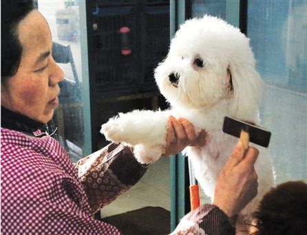 比熊这五种表现主人要注意了,狗狗比熊认可你的5个征兆