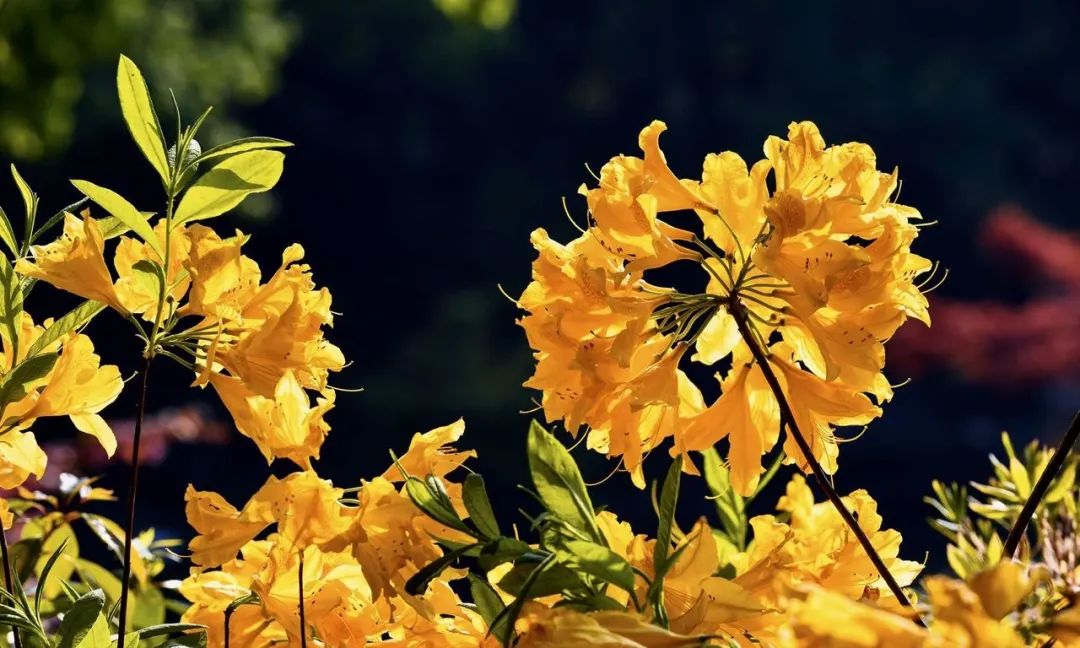 欣赏西湖的全景太美了,西湖美景实在美怎么也看不够