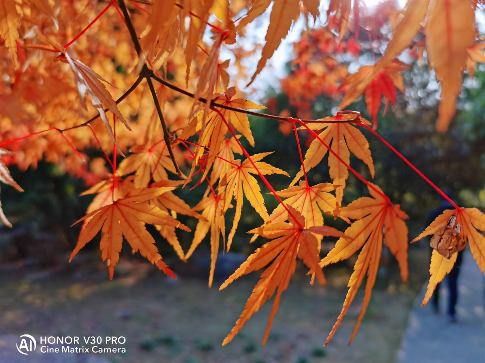 5g旗舰性价比高,nova65g和光荣v30pro哪个好