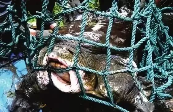 中国最后一只斑鳖,中国最后一只雌性斑鳖