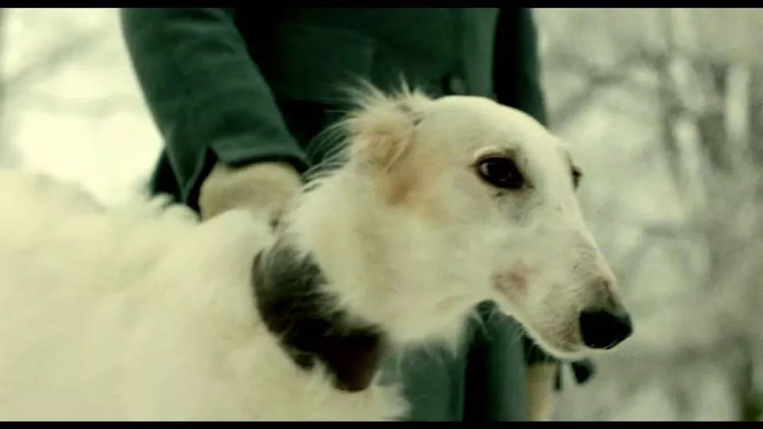 俄罗斯冲奥片，《高个儿》沉重到让人无法呼吸