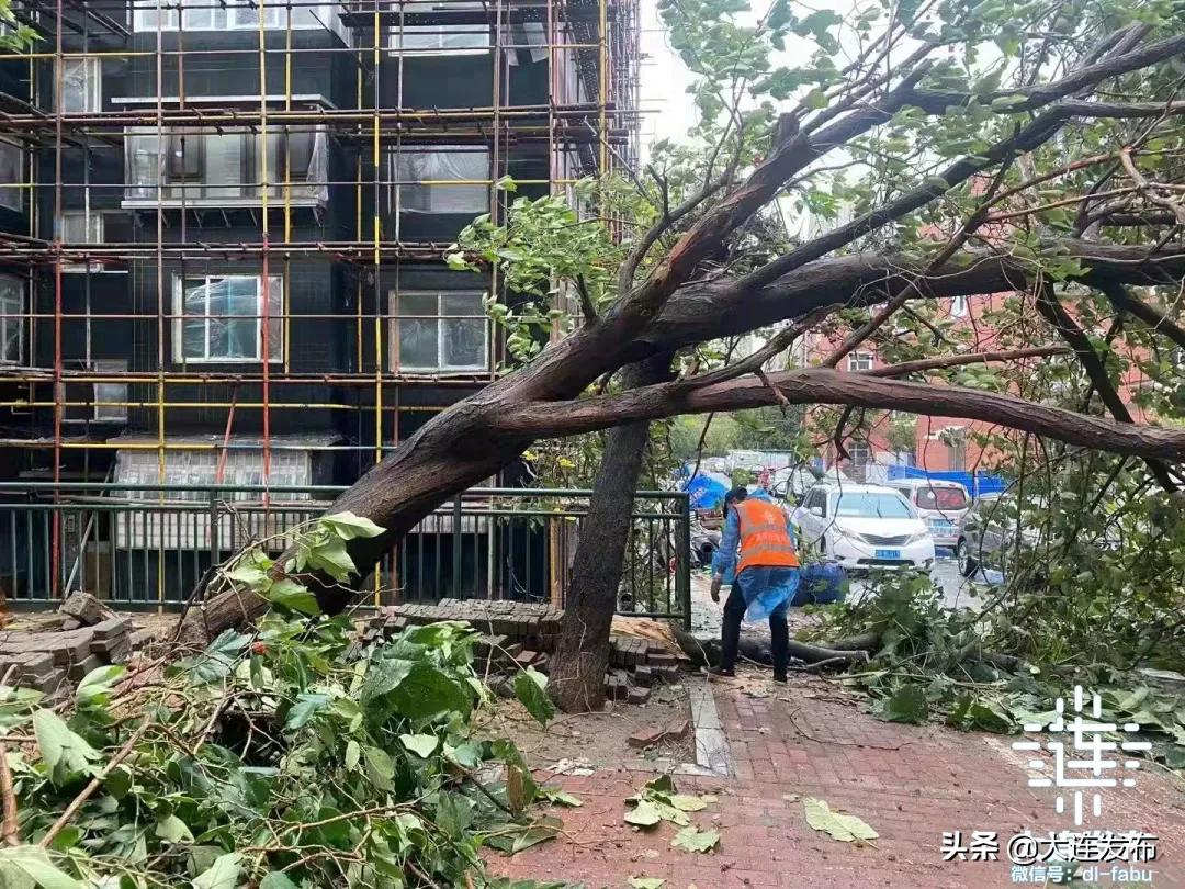 中心城区已清理305株倒伏树木，今夜大连仍风骤雨急！