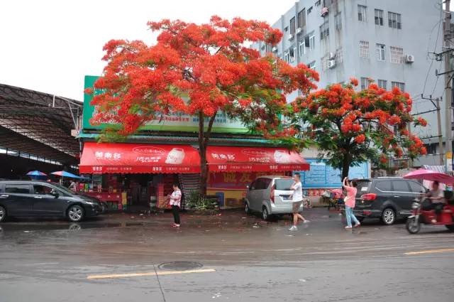 毕业季的凤凰花和栀子花,毕业季凤凰花开的时候