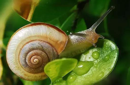 蔬菜害虫分类及图片大全,蔬菜害虫的防治方法有哪些