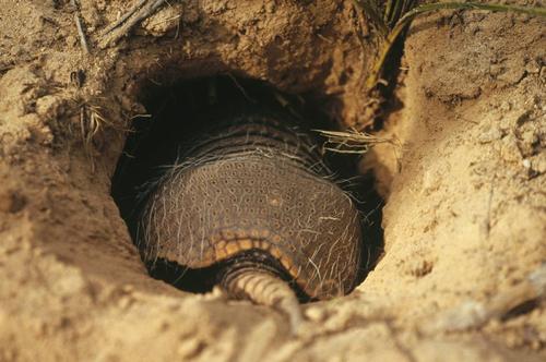 人类遇到亚马逊森蚺怎么自救,森蚺有可能被撑死吗
