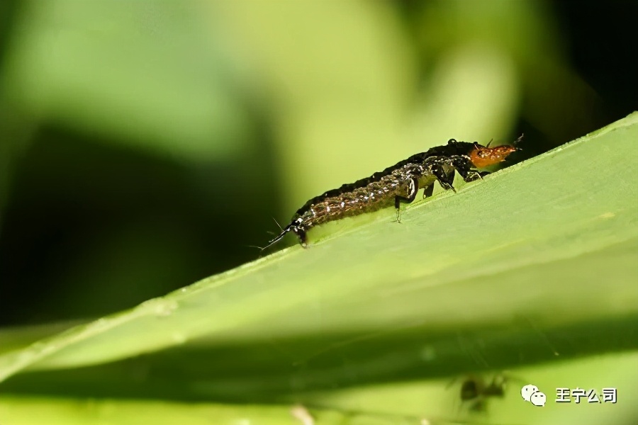 玉米上的虫害打什么药,玉米虫害防治口诀谚语