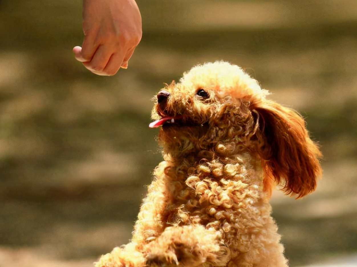 泰迪犬有什么优点与缺点呢,泰迪犬的优点及缺点详细介绍