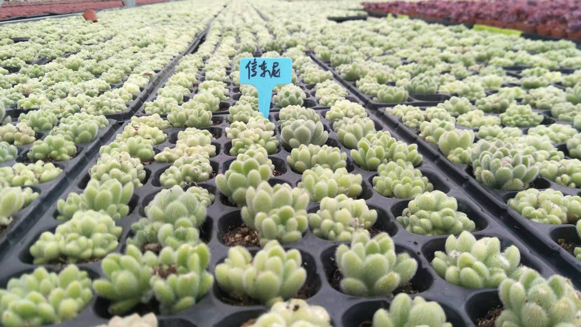 皮实好养又好看的多肉有哪些,皮实好度夏的多肉种类