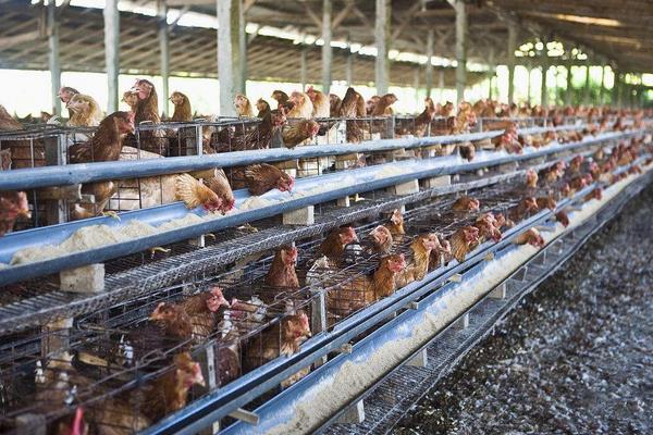 养鸡场小型玉米粉碎机多少钱,办一个小型养鸡场能挣到钱吗