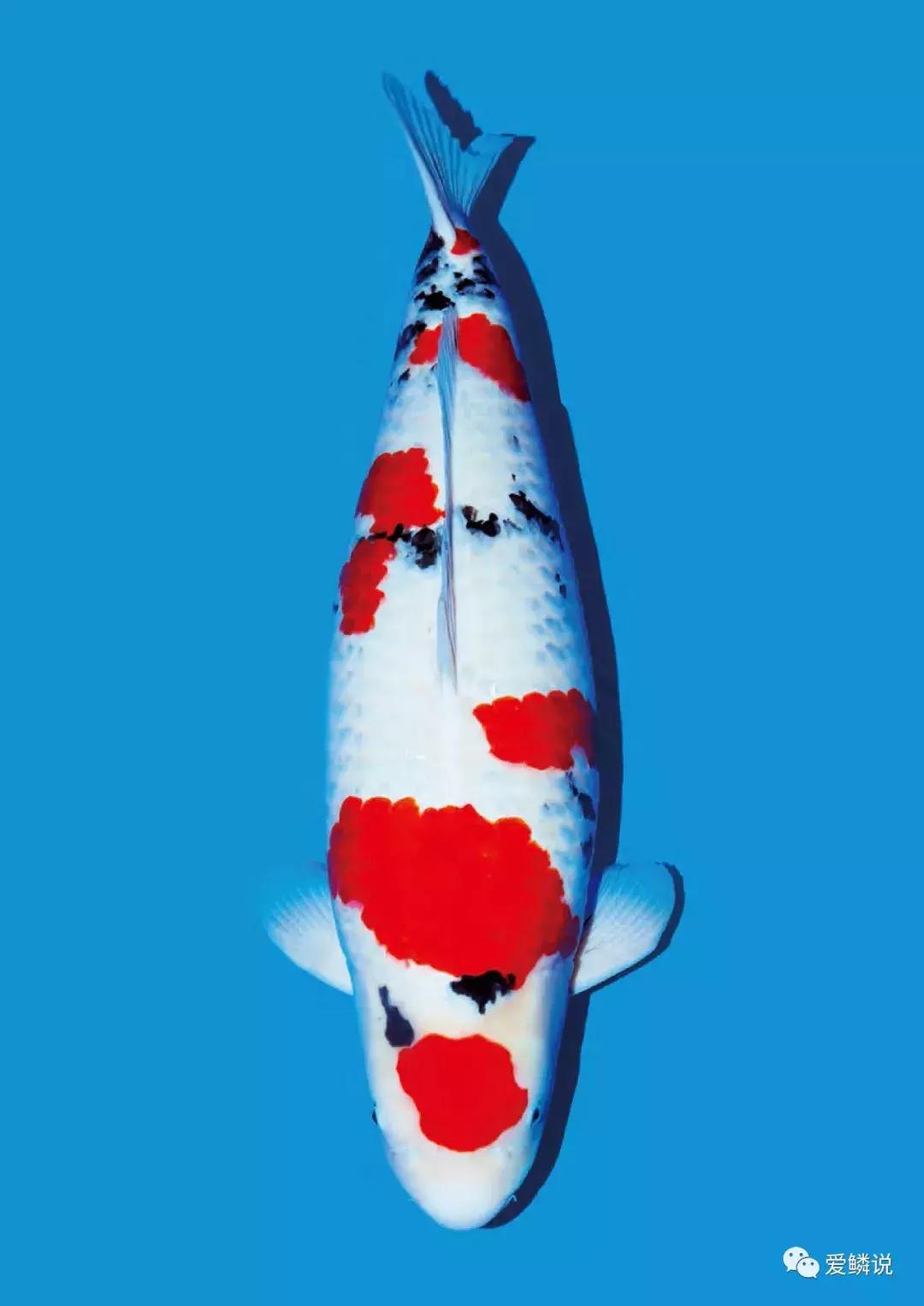 锦鲤怎么喂食才合理,锦鲤如何喂食才是正确的