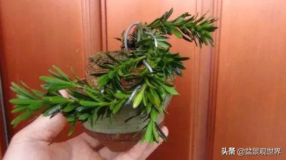 最合适做盆景的罗汉松是什么品种,什么品种的罗汉松盆景最好