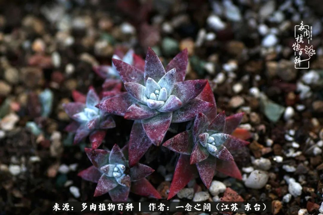 一见多肉误终生,一见多肉误终生从此入了养花坑