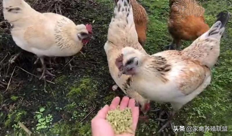养这种“四黑鸡”3年，他快被顾客给“玩坏”了