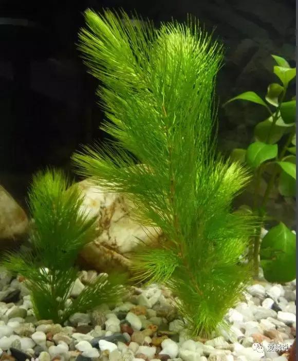 适合锦鲤池水面种植的植物,锦鲤鱼池能长什么植物