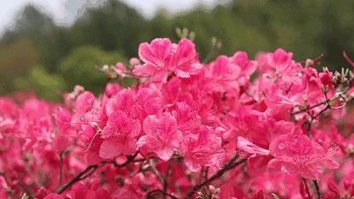 暮春：风住尘香花已尽，清风明月两相依