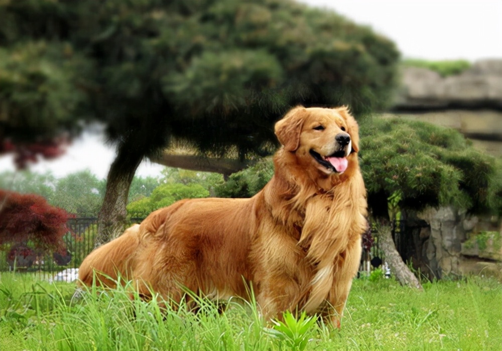 狗狗腹泻呕吐白色的泡沫粘液,狗狗呕吐拉稀怎么治吃什么药
