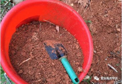 黄缘龟该如何造景,黄缘龟造景用河沙