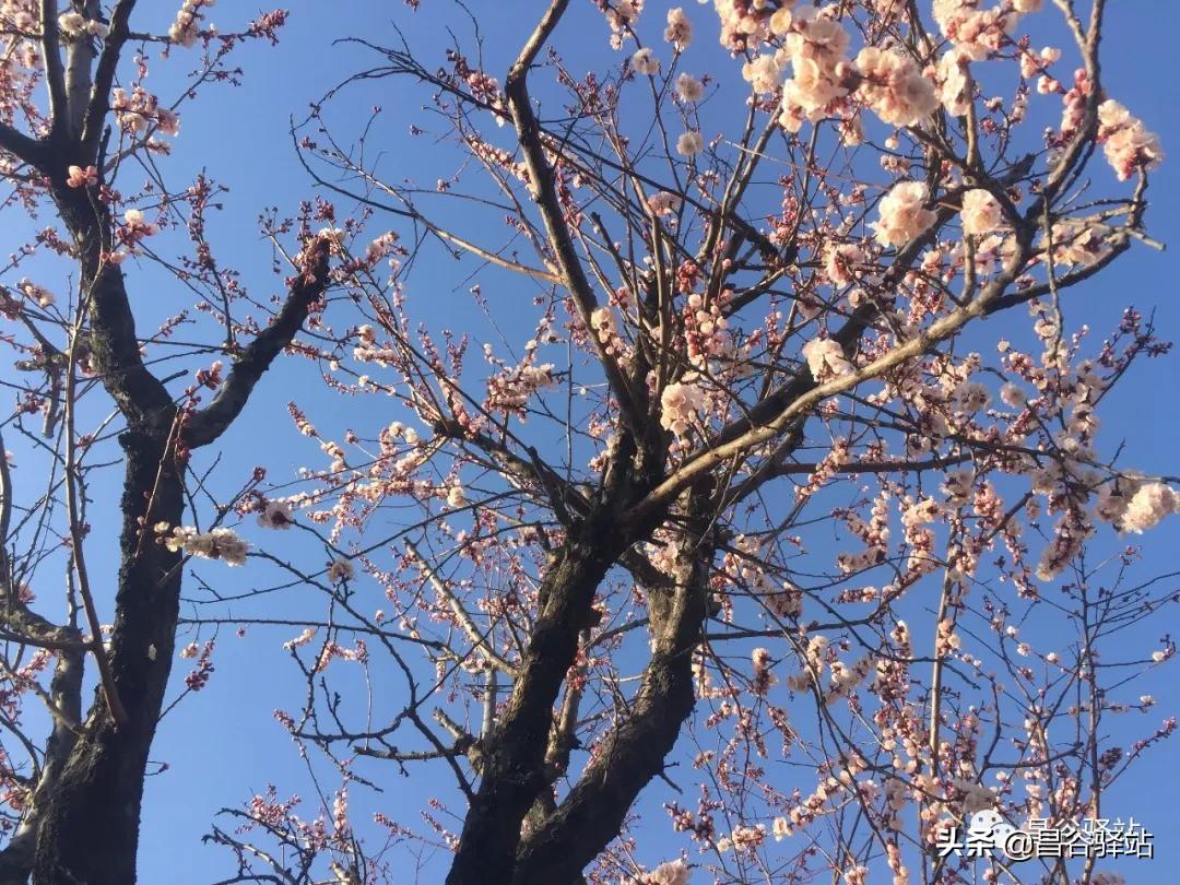 山花烂漫中条山之山杏花开树树梅