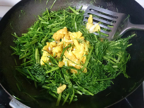 茴香植物闻起来没有味道,茴香植物简介