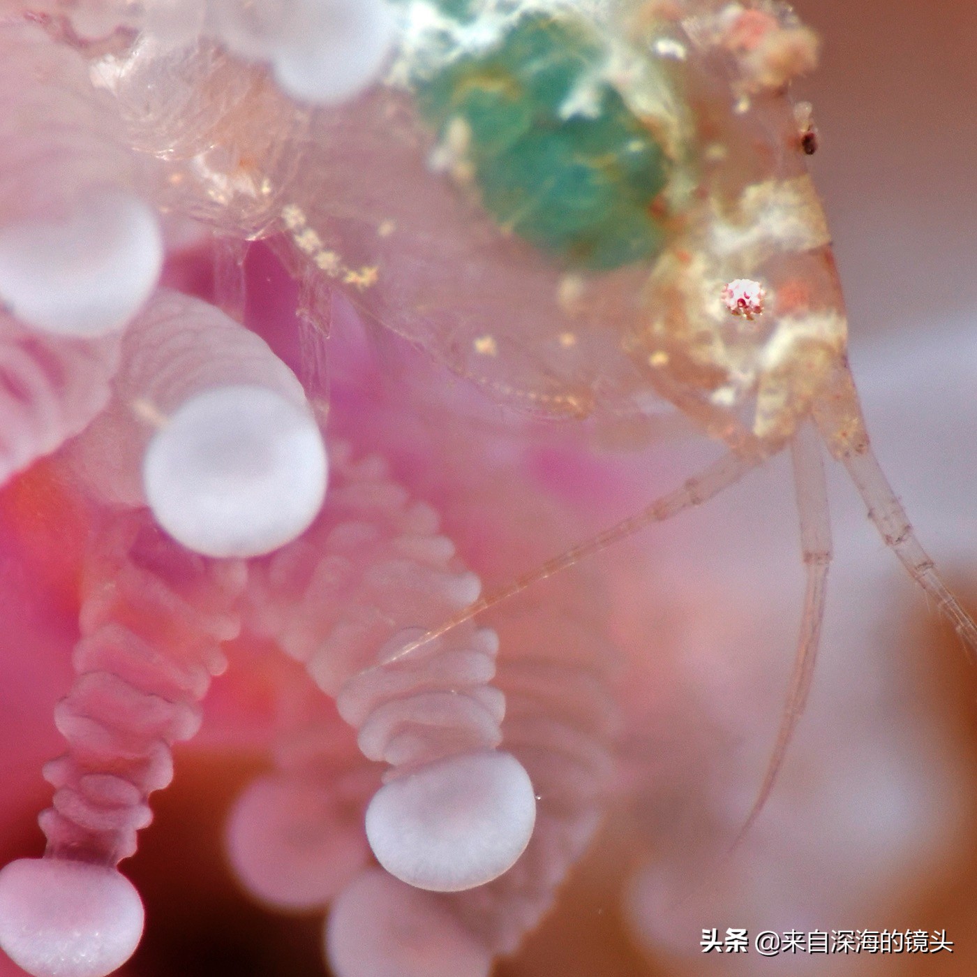 水下拍摄都用什么,水下摄影一般都用什么相机