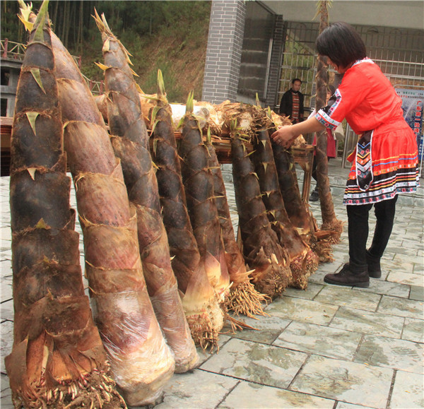 广东杜鹃花风景区最佳观赏期,清远金子山杜鹃几月份开