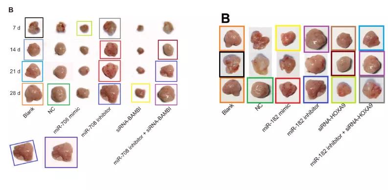 众多大佬沦陷“论文工厂”！112篇论文，55%获基金资助