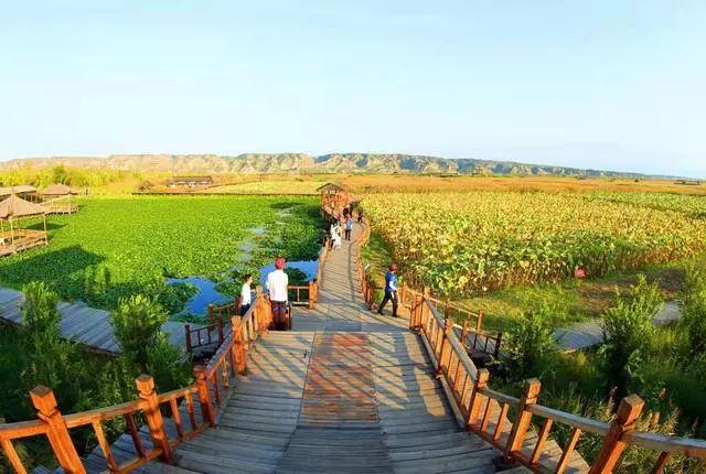 冬天来合阳，赏万顷芦荡，候鸟齐飞（组图）