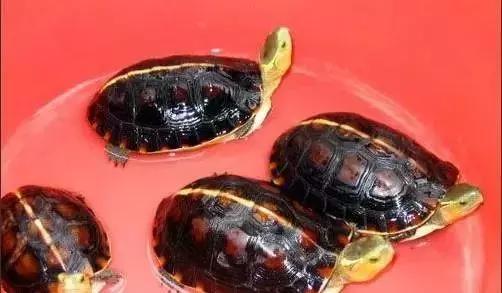 三线闭壳龟和潘氏闭壳龟区别,金头闭壳龟和三线闭壳龟同池
