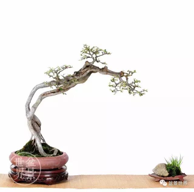 翠鸟根艺石头盆景艺术分享,奇形怪状极品根艺盆景图片